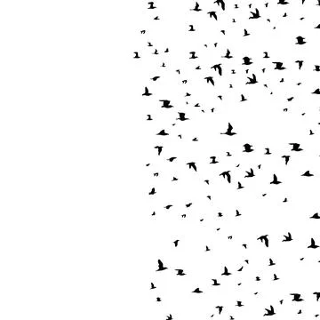 Flock of birds Stock Photos