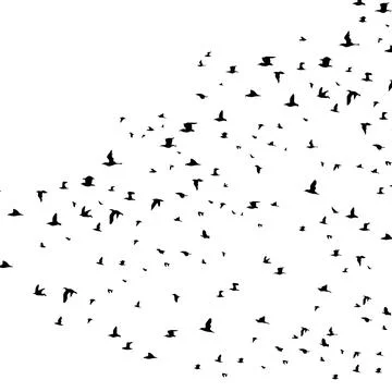 Flock of birds Stock Photos