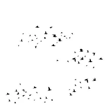 Flock of birds Stock Photos