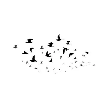 Flock of birds Stock Photos