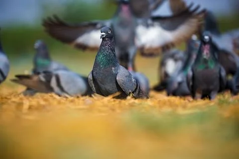 Flock of birds Stock Photos