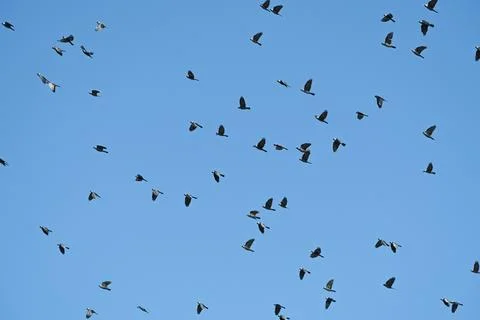 Flock of birds Stock Photos