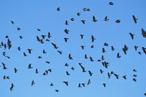 Flock of birds Stock Photos