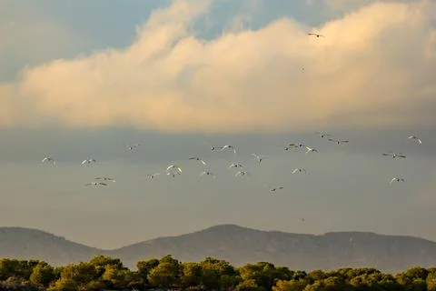 Flock of birds Stock Photos