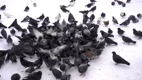 A flock of birds of pigeons eats in the snow. Stock Footage 101059297