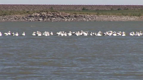 Flock of Birds on Pond 動画素材 50769879