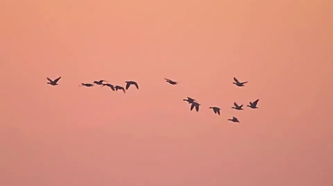 Flock of Birds, rare Geese flying in the morning Sunrise Stock Footage 59608441