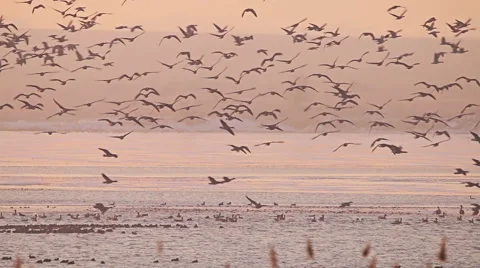 Flock of Birds, rare Geese flying in the morning Sunrise Vídeo Stock 59608576