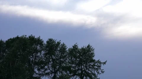 Flock of birds resting on treetops before flying away Stock Footage 343492970