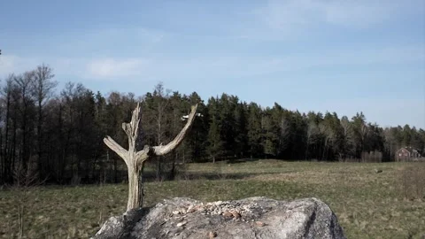 Flock of birds returning to eat. Video stock 295819315