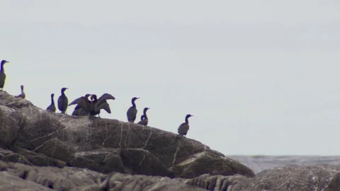 Flock of birds on a rock formation Stock Footage 81688301