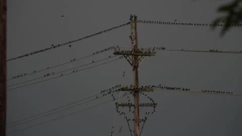 Flock of birds roosting on high voltage power lines Stock Footage 150480167