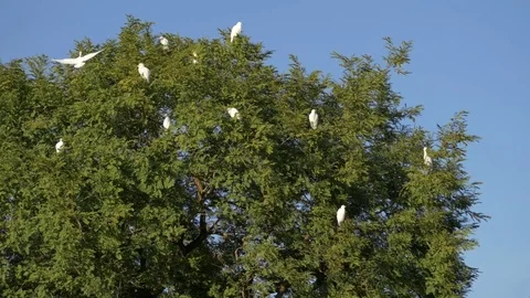 Flock of Birds Roosting in Tree, 4K Stock Footage 71214446