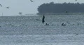 Flock Of Birds At Sea HD Footage