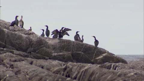 Flock of birds by the seaside Stock Footage 81687724