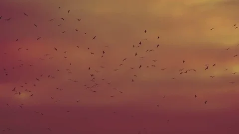 Flock of Birds in the Setting Sun HD Pro Stock Footage 73301765