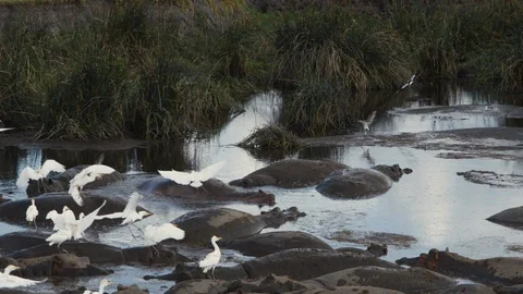 A flock of birds sits on the backs of hippos lying in the water Stock Footage 104996113