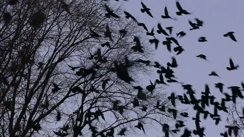 A flock of birds sits on a tree and takes off in slow motion. Stock Footage 168994482