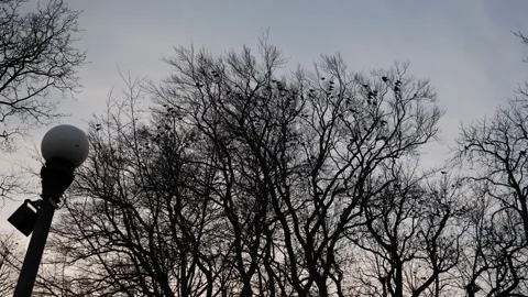 Flock of Birds Sitting on Bare Tree Top at Sunset, Silhouette at Evening Stock Footage 189419448