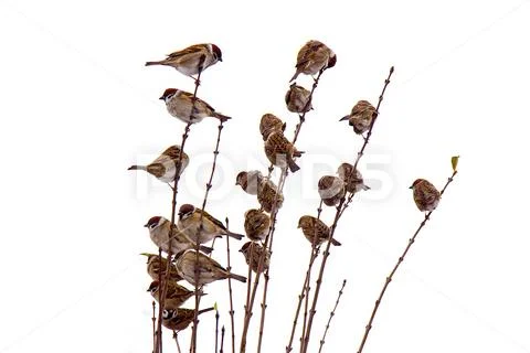 A flock of birds sitting on branches of a shrub isolate Stock Photos
