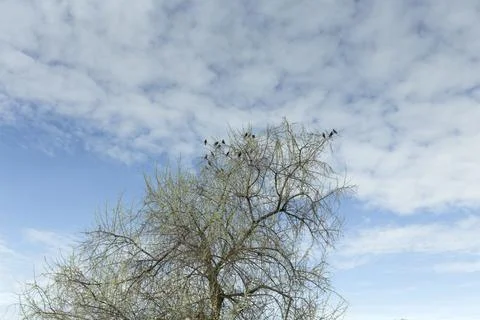 Flock of birds is sitting on a tree. Stock-Fotos