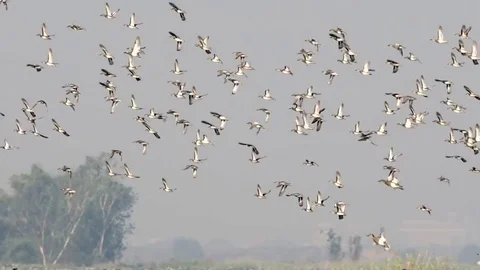 Flock of birds in sky Stock Footage 73036867