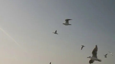 Flock of Birds in the Sky Stock Footage 80625461