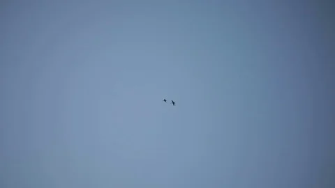 Flock of birds in the sky Video stock 84488953