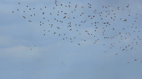 A flock of birds in the sky Stock Footage 102725012
