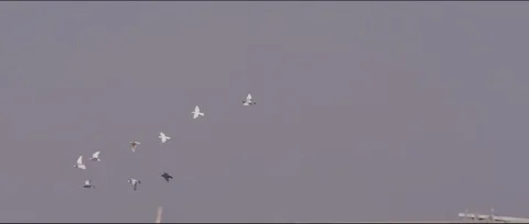 Flock of birds in the sky Video stock 104924291