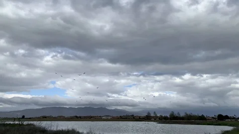 Flock of birds in the sky Stock Footage 126727005