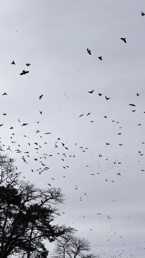 A flock of birds in the sky Stock Footage 202103929