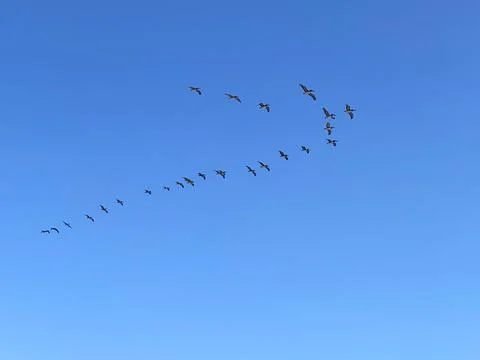 Flock of birds in the sky Foto stock
