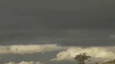 Flock of Birds in Slow Motion From Beach to Clouds Video stock 79063209