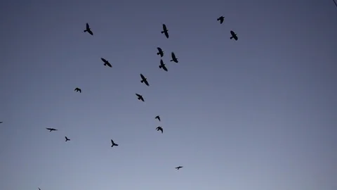 Flock Of Birds Slow Motion Stock Footage