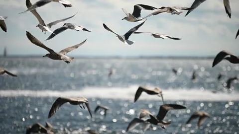 Flock of birds in slow motion Vídeos de archivo 141148121