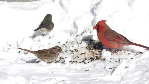 Flock of Birds In Snow Stock Footage 84177985