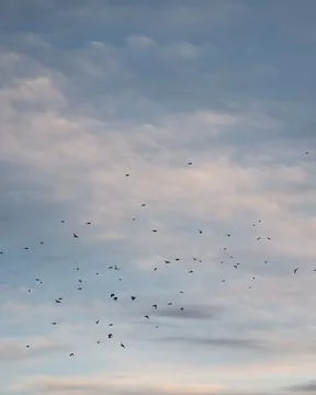 Flock of birds soar through the sky at sunset Stock Photos