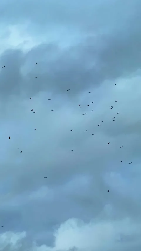 Flock of Birds Soaring Against Dramatic Cloudy Blue Sky in Formation. Stock Footage 338360372