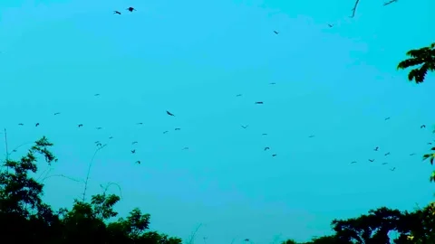 Flock of birds soaring against dusk sky, silhouetted by trees Stock Footage 275841997