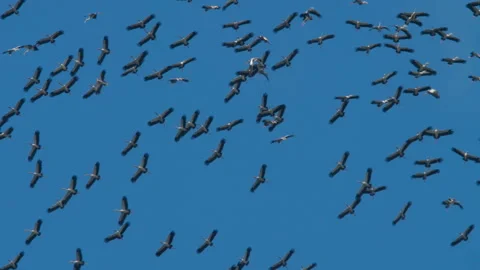 Flock of birds soaring high in the blue sky Stock Footage 293054764