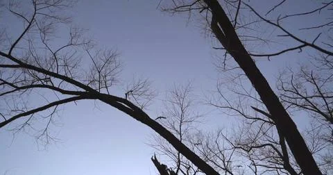 Flock of Birds Soaring Over Tree Canopy Stock Photos