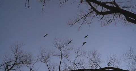 Flock of Birds Soaring Over Tree Canopy Stock Photos