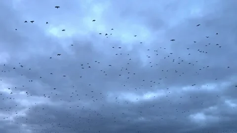 Flock of birds soaring through a cloudy sky, beauty of nature Stock Footage 323211571