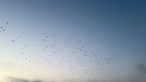 Flock of birds soaring through a cloudy sky, graceful movement Stock-Footage 323923540