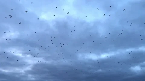 Flock of birds soaring through a cloudy sky, captured in a dynamic sequence Видео 335886558