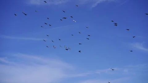 A flock of birds soaring through an electric blue sky Stock Footage 268633299