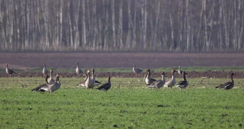A flock of birds in a spring field, 4K slow motion Stock Footage 166560417