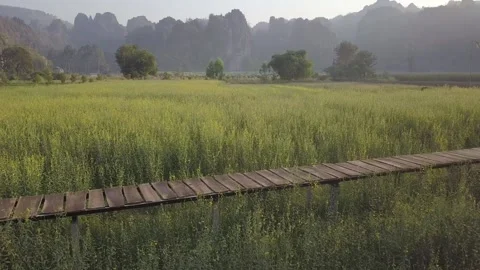 A flock of birds standing on top of a grass covered field 스톡 동영상 156844975