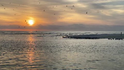 Flock of birds at sunset Beachfront Florida Gulf Coast Stock Footage 167427286